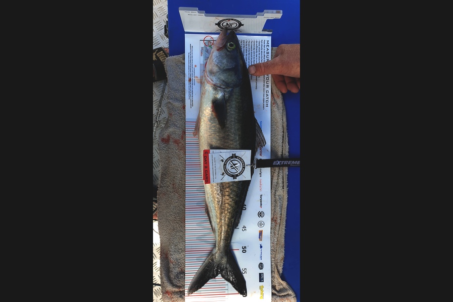 Nigel  Barclay caught this 55.5cm Kahawai at Coromandel during The Export NZ Fishing Competition