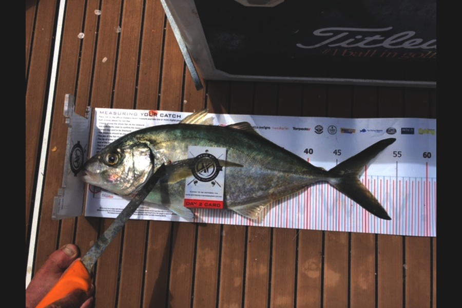 Aaron  Sinclair caught this 48.0cm Trevally at Coromandel during The Export NZ Fishing Competition