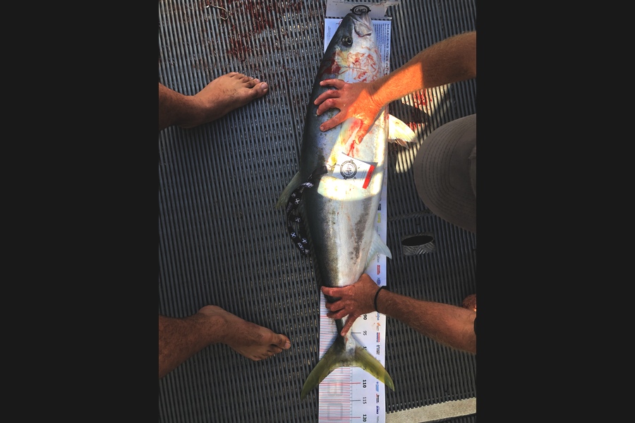 Regan  Craig caught this 104.5cm Kingfish at Coromandel during The Export NZ Fishing Competition