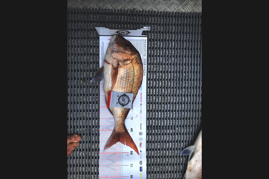Craig  Spence caught this 45.0cm Snapper at Coromandel during The Export NZ Fishing Competition