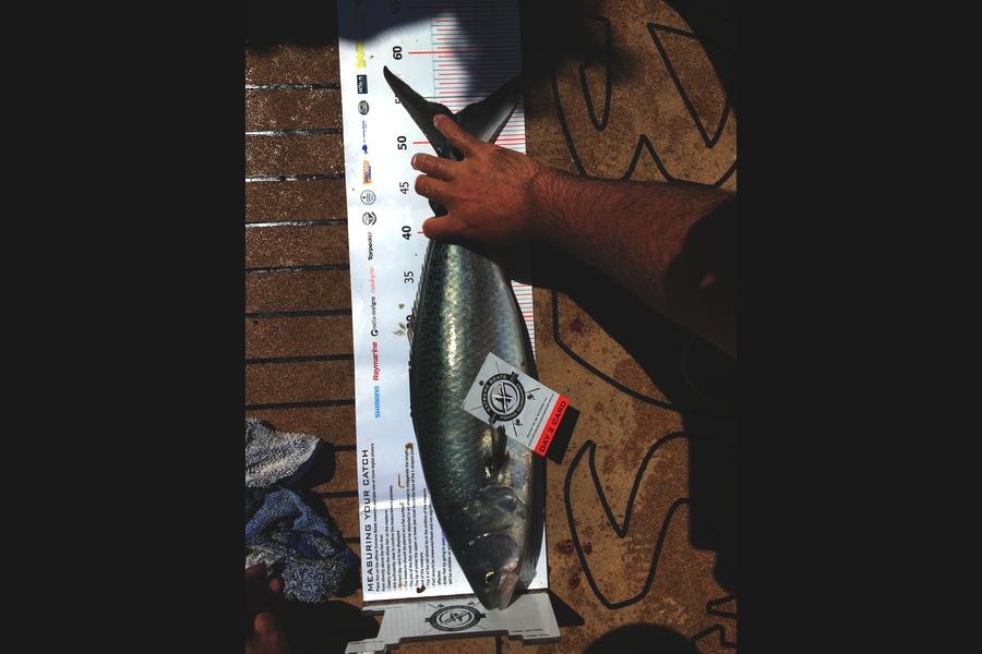 Mark Gemmell caught this 53.0cm Kahawai at Coromandel during The Export NZ Fishing Competition