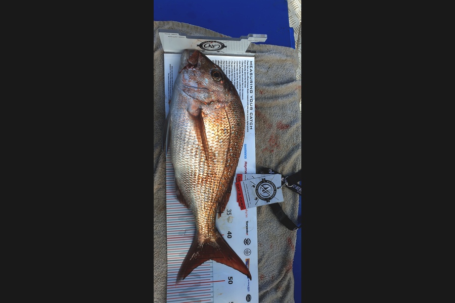 Nigel  Barclay caught this 45.00cm Snapper at Coromandel during The Export NZ Fishing Competition