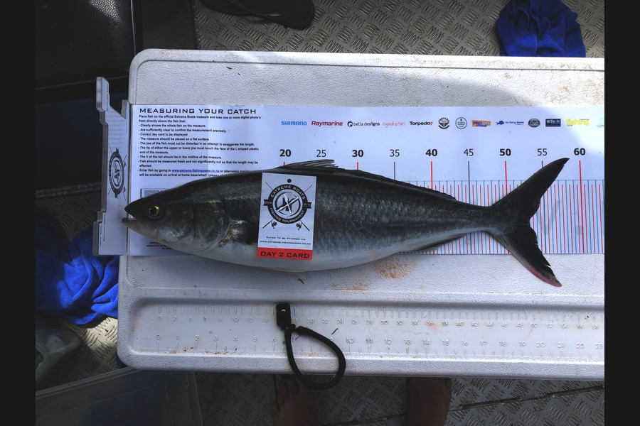 Jack McClymont caught this 52.5cm Kahawai at Coromandel during The Export NZ Fishing Competition
