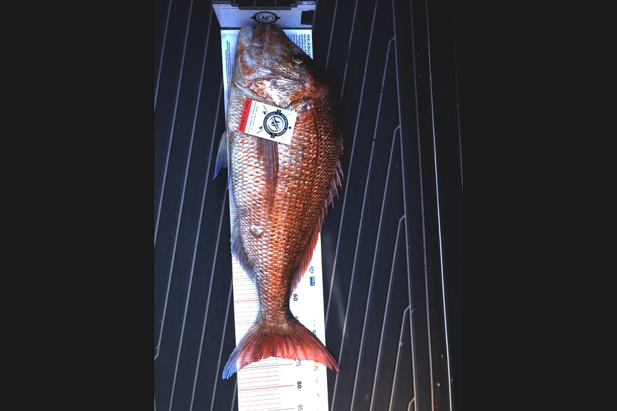 AJ White caught this 73.0cm Snapper at Coromandel during The Export NZ Fishing Competition