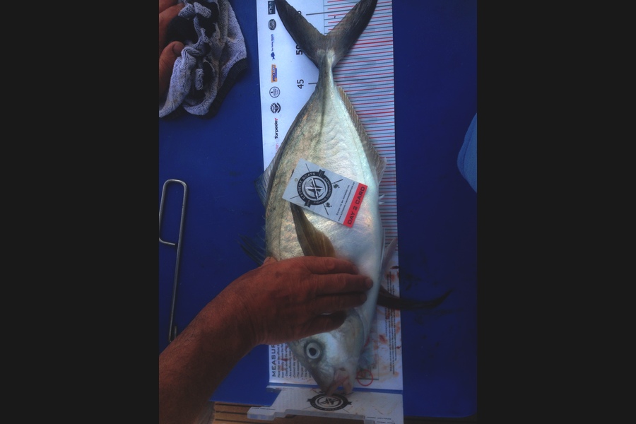 Rowan Yandle caught this 51.5cm Trevally at Coromandel during The Export NZ Fishing Competition