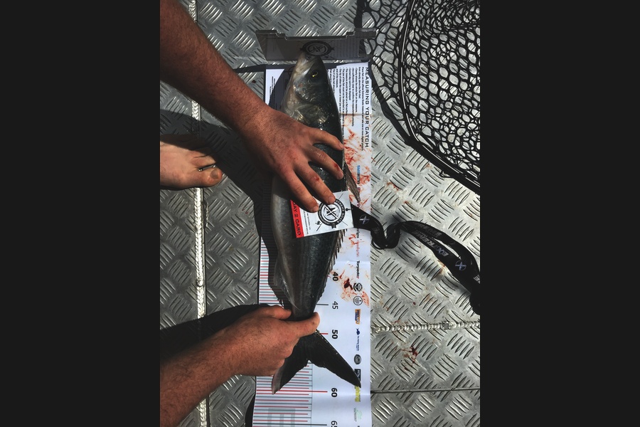 Emma  Berridge caught this 54.0cm Kahawai at Coromandel during The Export NZ Fishing Competition