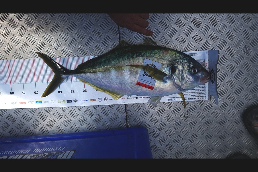 Laurie  Powell caught this 61.5cm Trevally at Coromandel during The Export NZ Fishing Competition