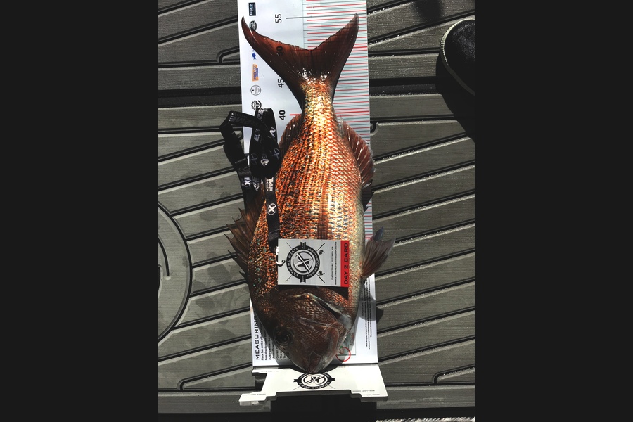 Henry  Rovers caught this 49.5cm Snapper at Coromandel during The Export NZ Fishing Competition