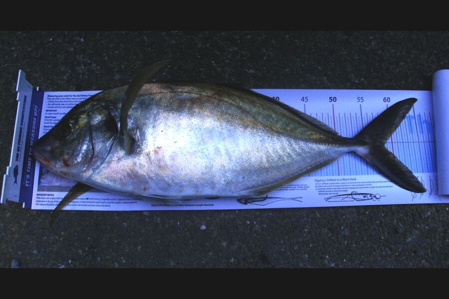 Leigh Page caught this 58.5cm Trevally at Wellington south coast during The Export NZ Fishing Competition