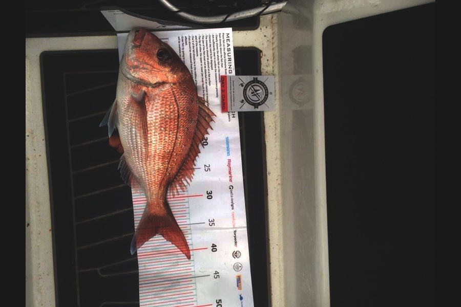 Shane  London caught this 36.0cm Snapper at Coromandel during The Export NZ Fishing Competition