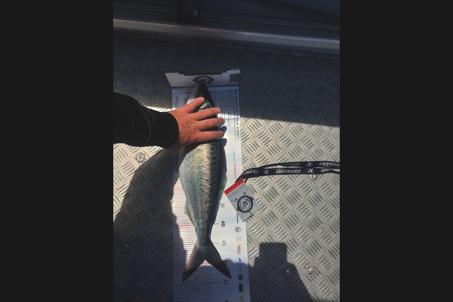 Jarrod  Wilcox AU caught this 49.0cm Kahawai at Coromandel during The Export NZ Fishing Competition