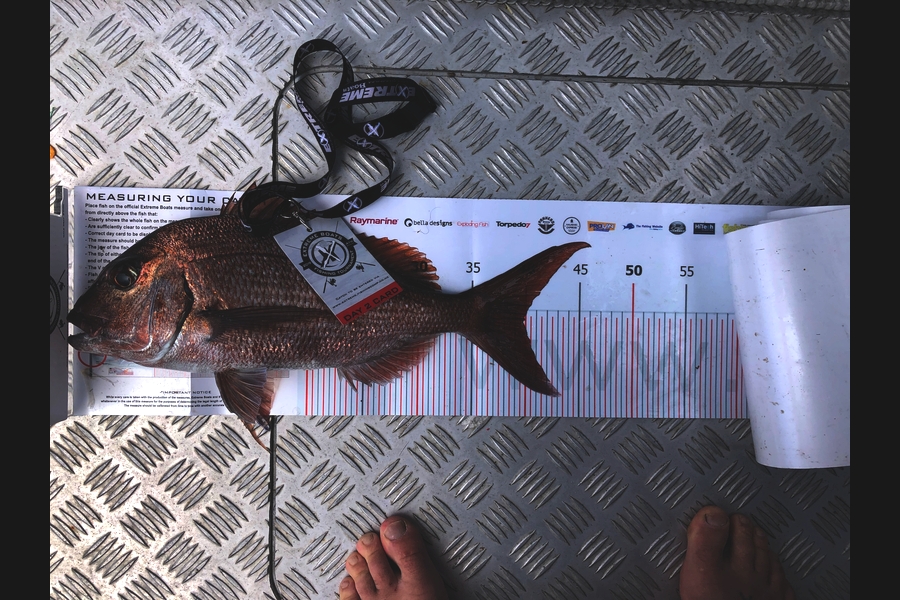 Clinton Barnes caught this 39.5cm Snapper at Coromandel during The Export NZ Fishing Competition