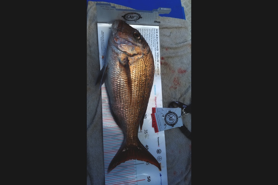 Paul  Swain caught this 43.5cm Snapper at Coromandel during The Export NZ Fishing Competition