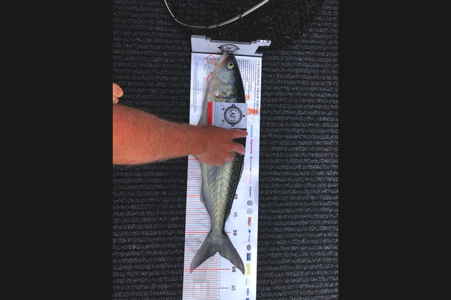 Greg  Dreyer caught this 55.0cm Kahawai at Coromandel during The Export NZ Fishing Competition