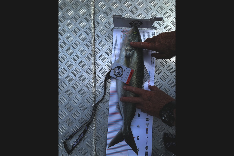 Marty  Roe caught this 51cm Kahawai at Coromandel during The Export NZ Fishing Competition