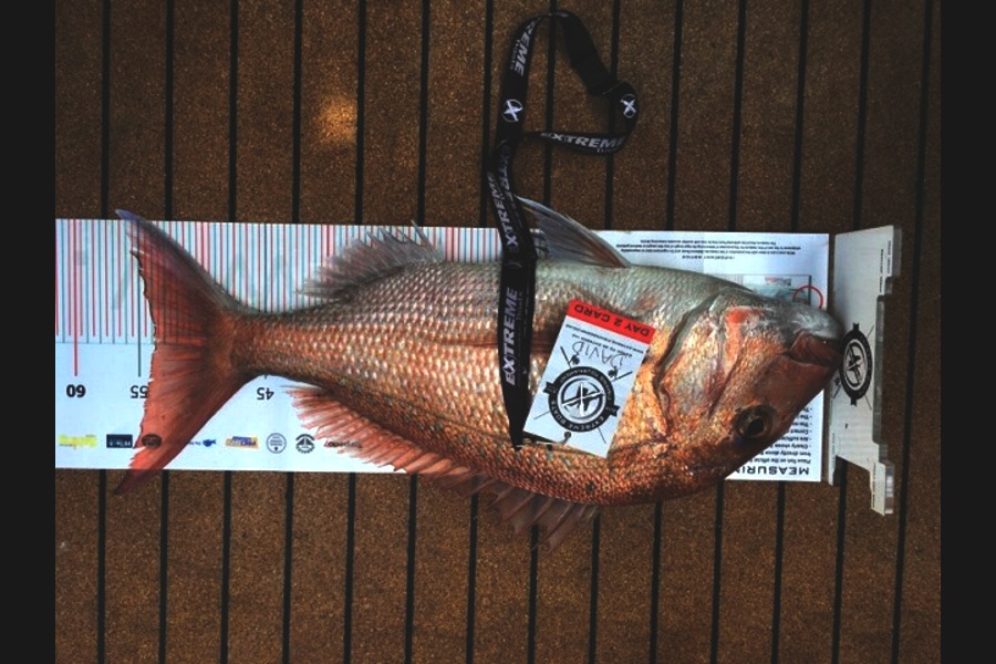 David  McKnight  caught this 54.0cm Snapper at Coromandel during The Export NZ Fishing Competition