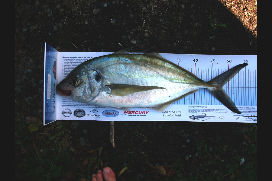Jason Shallcrass caught this 48.0cm Trevally at Papamoa during The Export NZ Fishing Competition