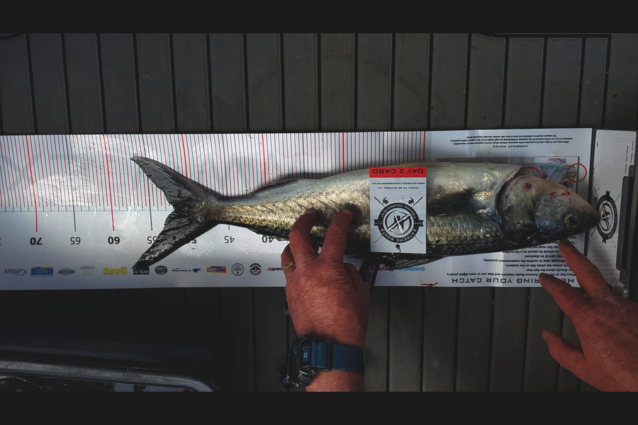 Hamish Lowe caught this 51.5cm Kahawai at Coromandel during The Export NZ Fishing Competition