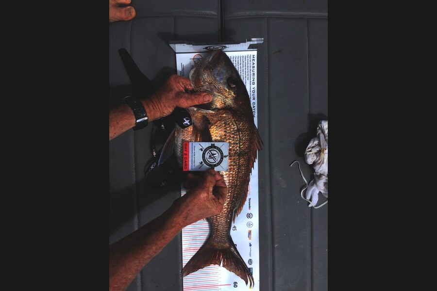 Neville  Crawford caught this 54.0cm Snapper at Coromandel during The Export NZ Fishing Competition