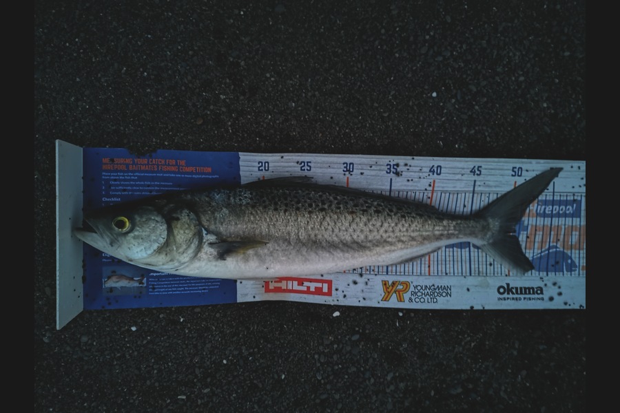 Estella  Carmichael  caught this 50.5cm Kahawai at Whirinaki Napier during The Export NZ Fishing Competition