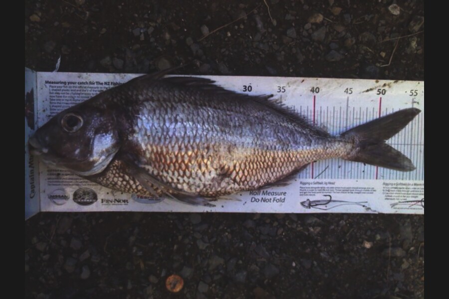 Gavin Henderson caught this 51.0cm Tarakihi at kapiti during The Export NZ Fishing Competition