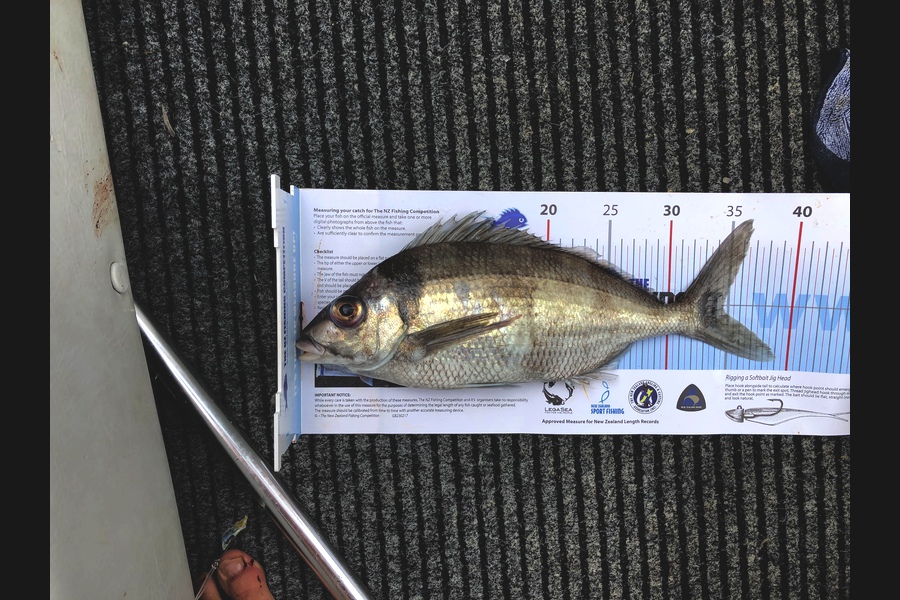 Hamish Johnstone caught this 34.5cm Tarakihi at Tairua during The Export NZ Fishing Competition
