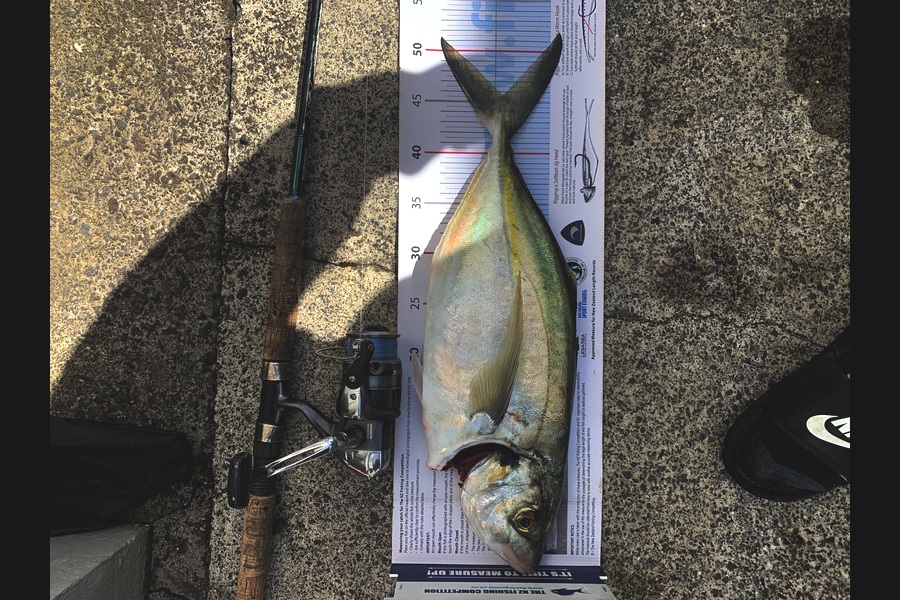Steve Ost caught this 45.5cm Trevally at Firth of Thames during The Export NZ Fishing Competition