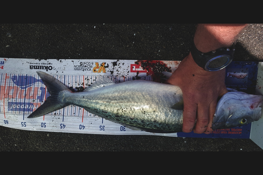 Tim  McKenzie caught this 46.5cm Kahawai at Napier during The Export NZ Fishing Competition