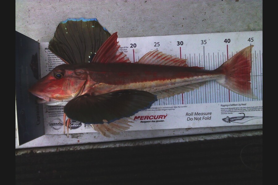 Gavin Henderson caught this 44.5cm Gurnard at kapiti during The Export NZ Fishing Competition