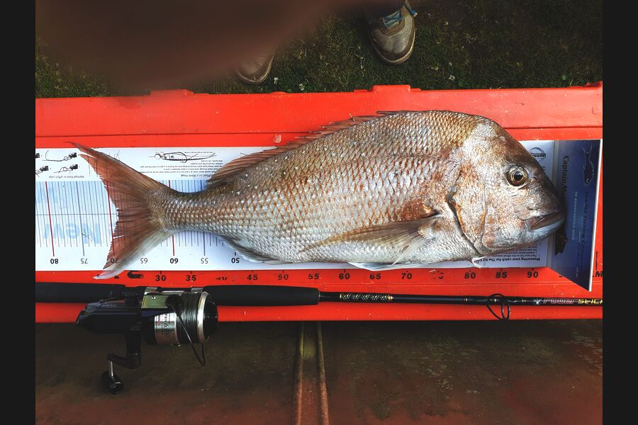Ivo Jurisich caught this 68.5cm Snapper at kaipara harbour over the bar during The Export NZ Fishing Competition