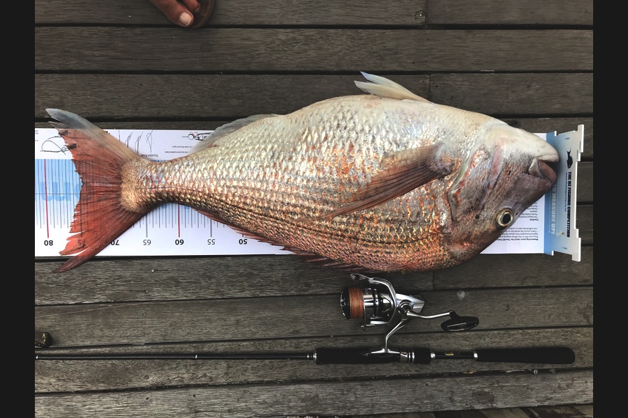 Debbie Macfarlane caught this 74.5cm Snapper at Far north  during The Export NZ Fishing Competition