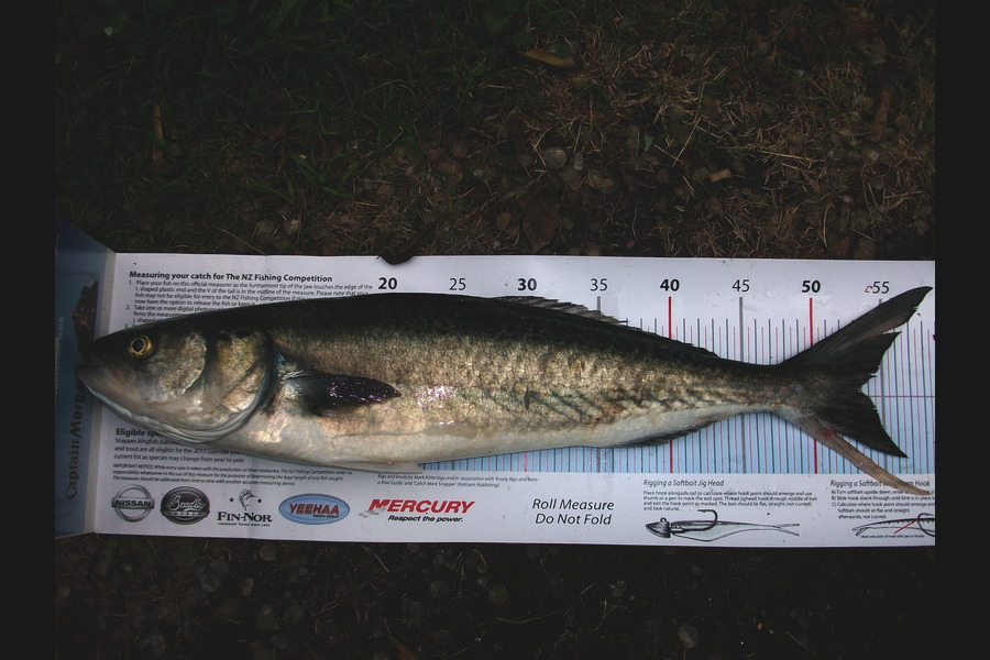 Jason Shallcrass caught this 53cm Kahawai at Papamoa during The Export NZ Fishing Competition