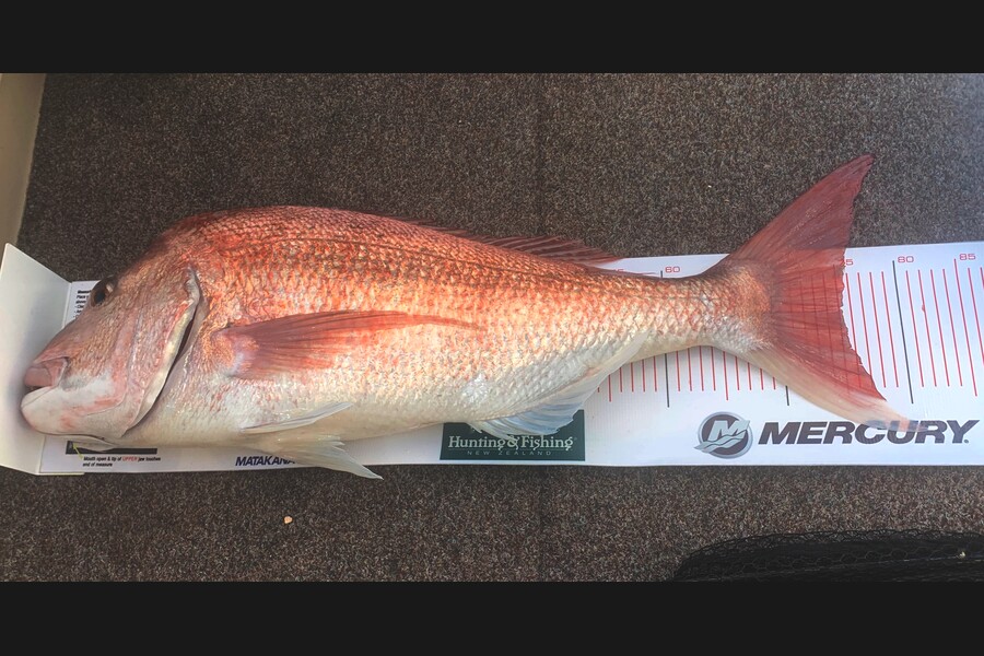 Tim Lubeck caught this 74cm Snapper at Omaha during The Export NZ Fishing Competition