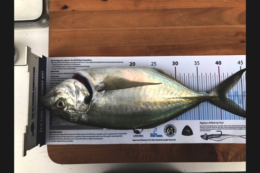 Darren Bugg caught this 41cm Trevally at Noises during The Export NZ Fishing Competition