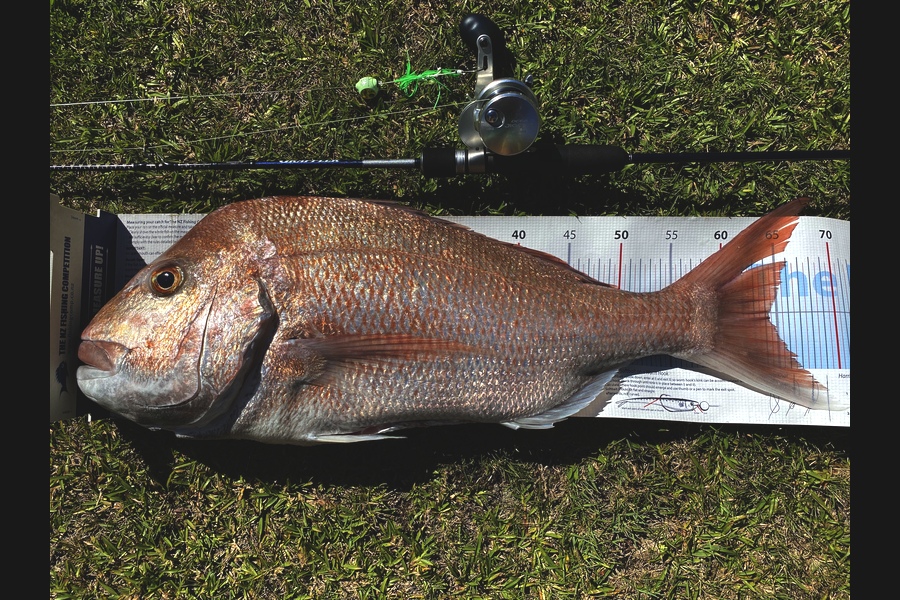 Ian Pedersen caught this 64.0cm Snapper at Coromandel during The Export NZ Fishing Competition