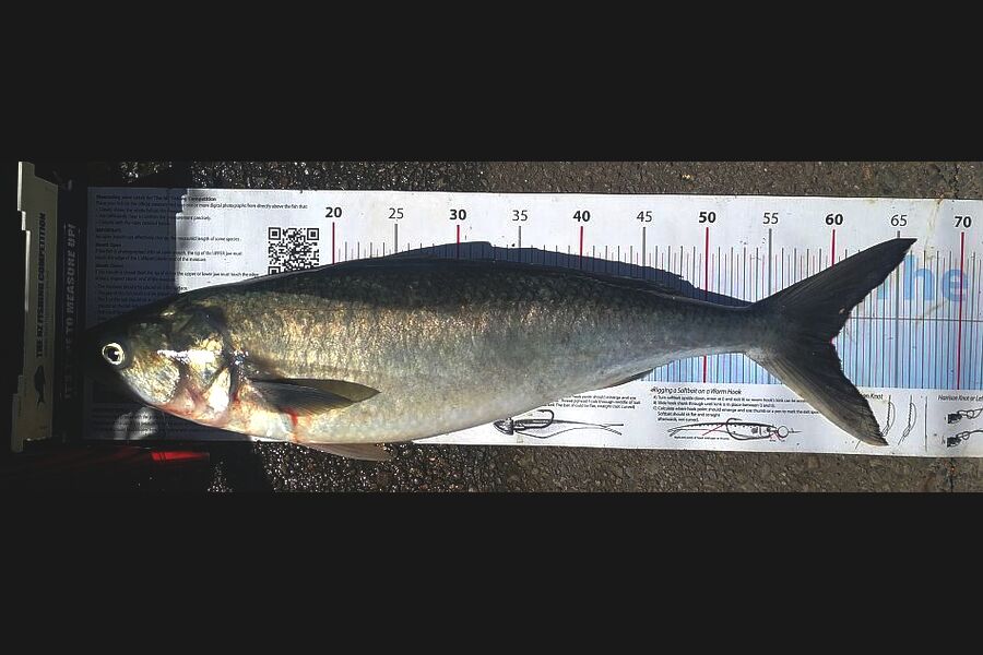 Leigh Page caught this 59.5cm Kahawai at Kapiti during The Export NZ Fishing Competition