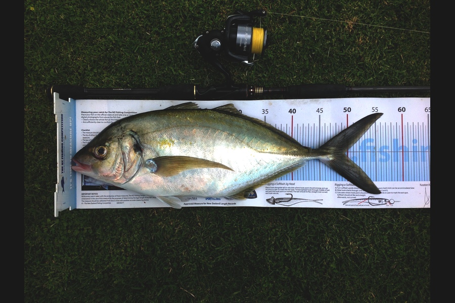 Stephen Hart  caught this 49.5cm Trevally at Waihi during The Export NZ Fishing Competition