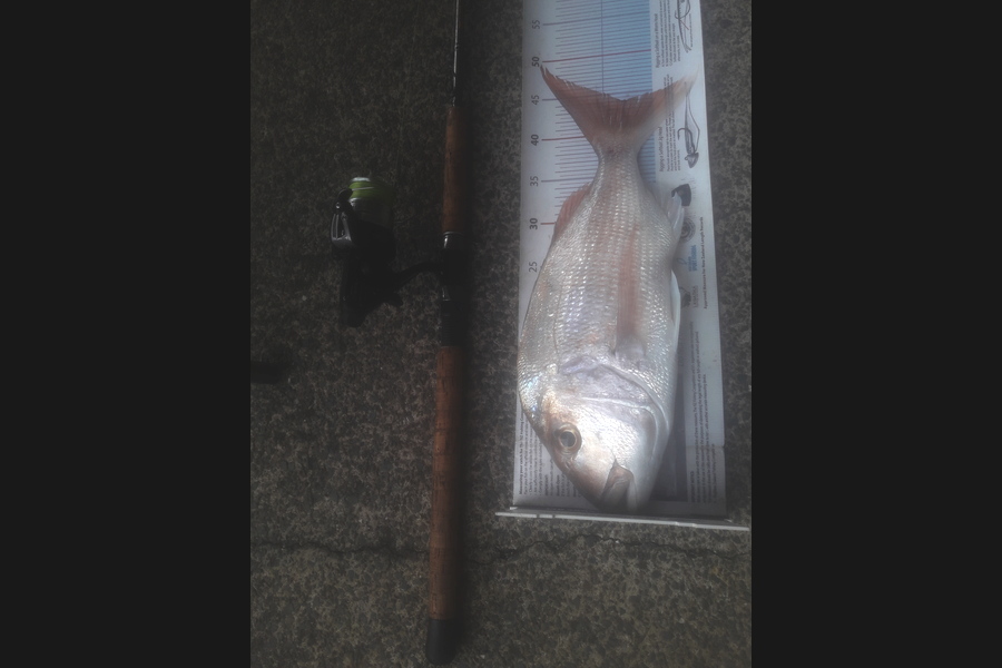 Steven Jameson caught this 44cm Snapper at Kawakawa during The Export NZ Fishing Competition