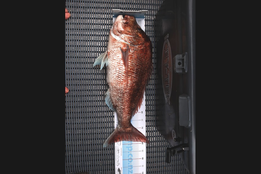 Tania Searles caught this 77.5cm Snapper at Pelorus Sounds during The Export NZ Fishing Competition