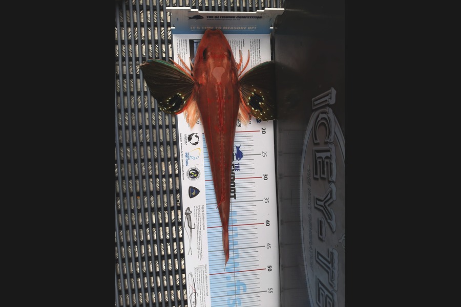 Kevin Searles caught this 44cm Gurnard at Pelorus Sounds during The Export NZ Fishing Competition