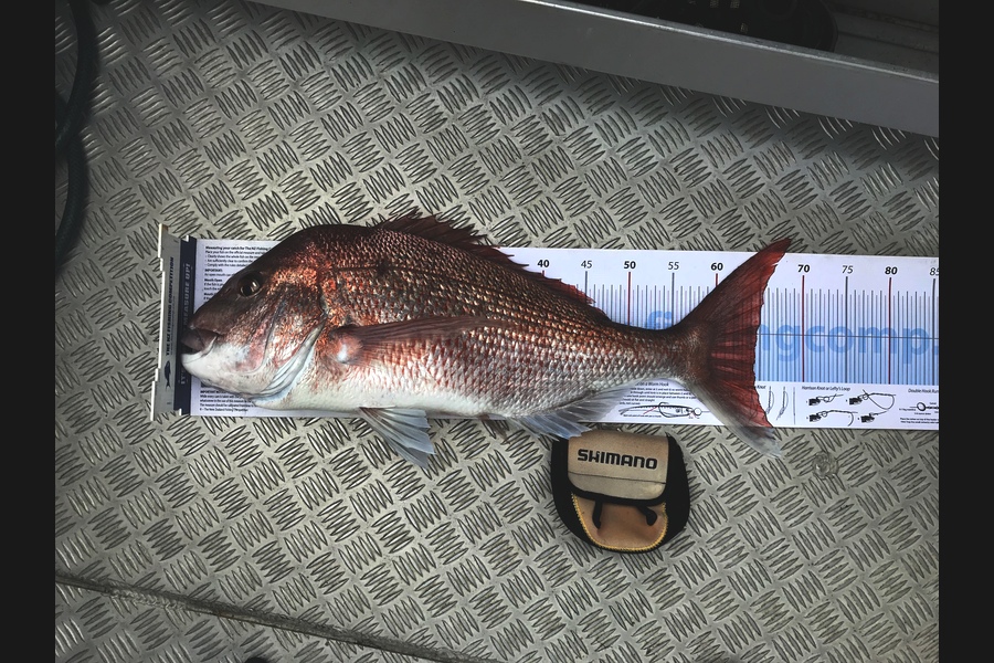 Grant Williams caught this 64cm Snapper at Kawau  during The Export NZ Fishing Competition
