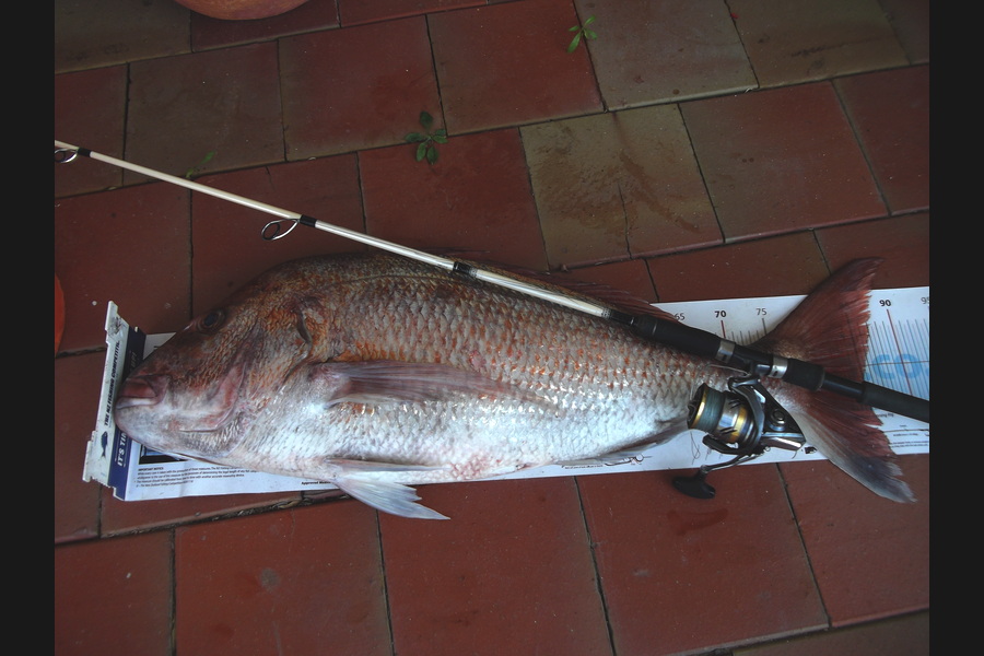 Vicki Black caught this 84.5cm Snapper at Far North during The Export NZ Fishing Competition