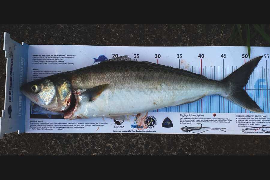 Simon Doyle caught this 48.0cm Kahawai at Auckland during The Export NZ Fishing Competition