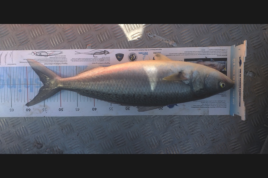 Matt Hill caught this 55.0cm Kahawai at Kapiti during The Export NZ Fishing Competition
