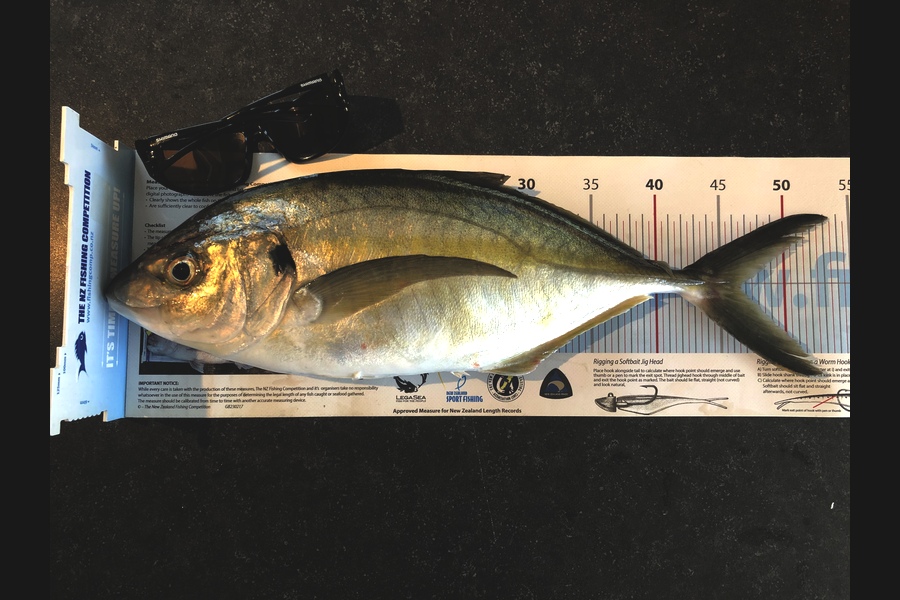 Daneo  Huxtable  caught this 46.5cm Trevally at Penguin shoals  during The Export NZ Fishing Competition