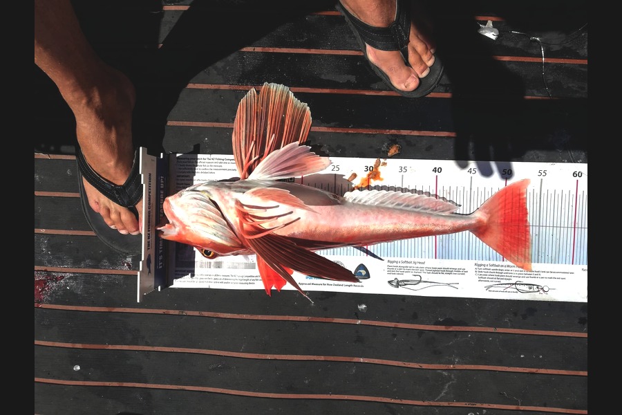 Scott Brenton caught this 53.5cm Gurnard at Welly south coast during The Export NZ Fishing Competition