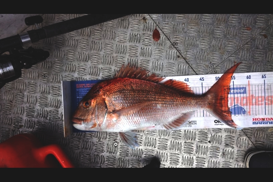 Stephen Baxter caught this 53.0cm Snapper at Waikauwa Mussel Farms during The Export NZ Fishing Competition