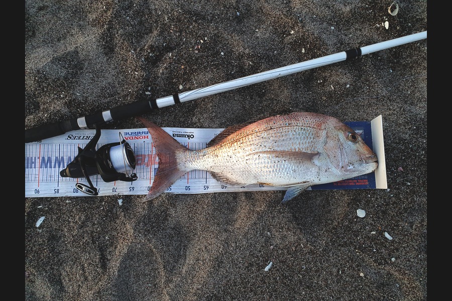 John  Currie caught this 57.5cm Snapper at Papamoa  during The Export NZ Fishing Competition