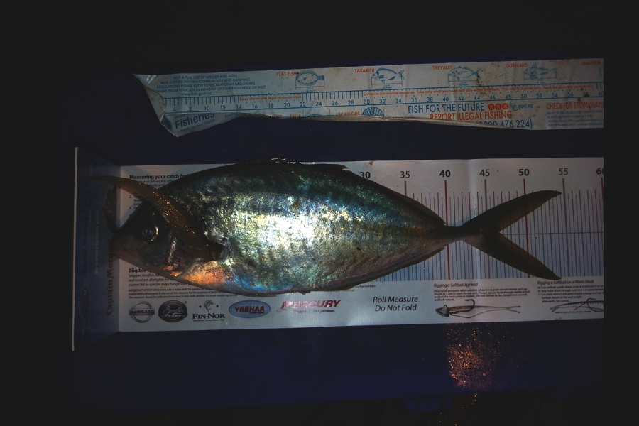 Scott Tindale caught this 46.5cm Trevally at little barrier during The Export NZ Fishing Competition