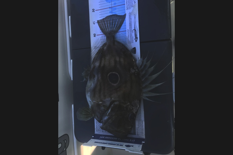 Grant Dixon caught this 47cm John Dory at Bream Bay during The Export NZ Fishing Competition